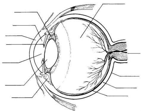 Eye Anatomy Labeling Diagram | Quizlet