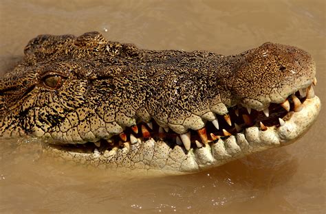 Farmer survives crocodile attack by biting reptile's eyelid