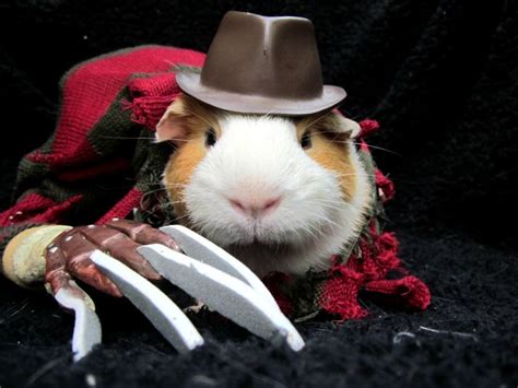 Freddy Krueger Guinea Pig | Pet halloween costumes, Pet costumes ...