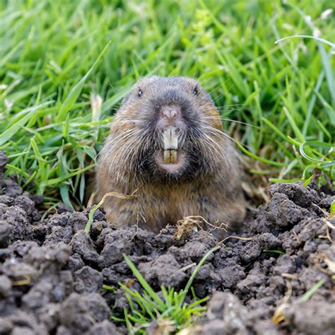 Pocket Gopher Identification, Habits & Behavior | New Mexico Pest Control