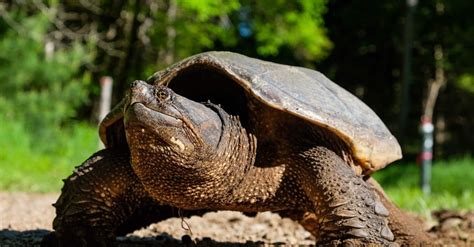 10 Incredible Snapping Turtle Facts - AZ Animals