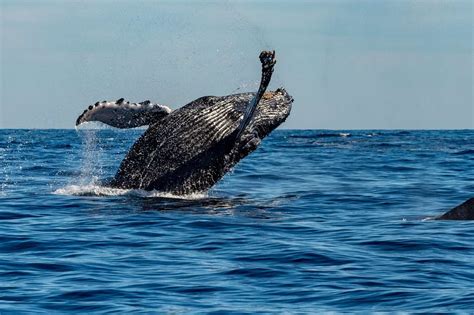 Humpback whale - ePuzzle photo puzzle