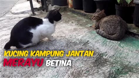 KUCING KAMPUNG JANTAN MERAYU KUCING KAMPUNG BETINA - YouTube