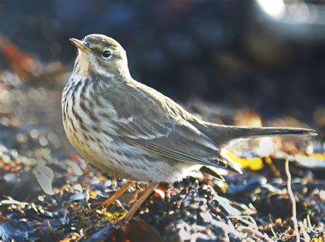 Water Pipit by Mark Hope - BirdGuides