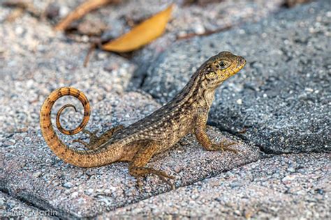 Curly Tailed Lizard | (Leiocephalus carinatus) Although I ha… | Flickr