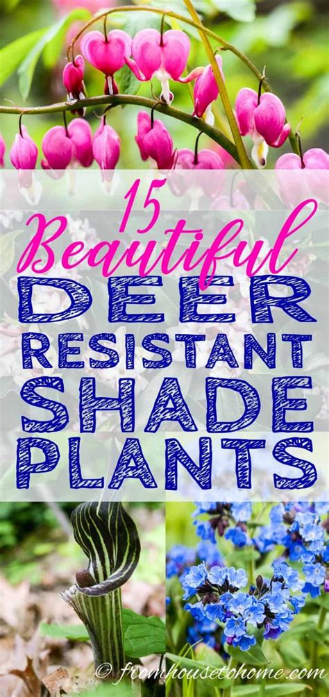 Deer Resistant Shade Plants (15 Beautiful Perennials and Shrubs That ...