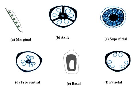 The type of placentation seen in cucumber is(a)Basal(b)Parietal(c)Axile(d)Marginal