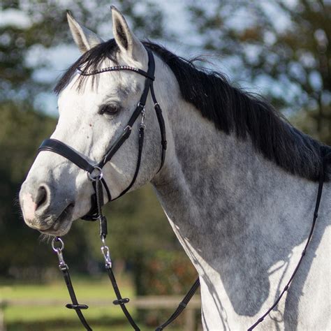 QHP Sunna Bitless Bridle | Free UK Delivery on all Orders – EQUUS