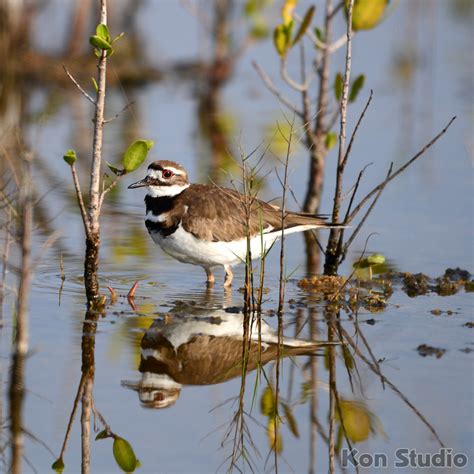 Killdeer – Imagine Our Florida, Inc