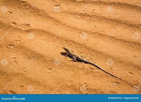 One of the Typical Inhabitants of the Sahara Stock Photo - Image of ...