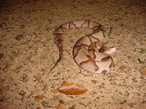 Copperheads