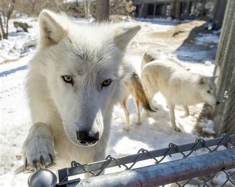 Arctic wolves in Minnesota adjusting to new pack | MPR News