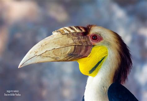 Narcondam Hornbill | Birds of India | Indian Birds #Andamans #India #wildlife