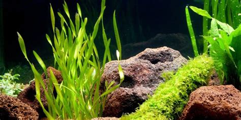 5 Best Low Light Aquarium Plants | The Aquarium Guide