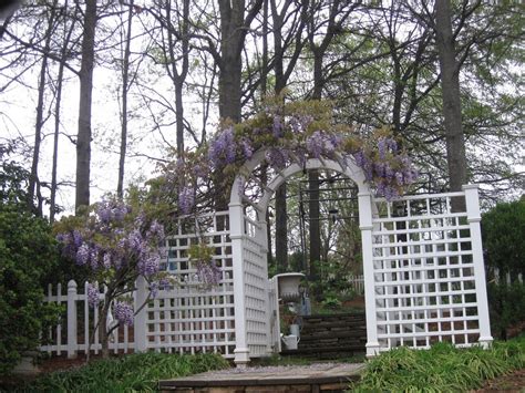 wisteria trellis | Wisteria trellis, Wisteria, Trellis