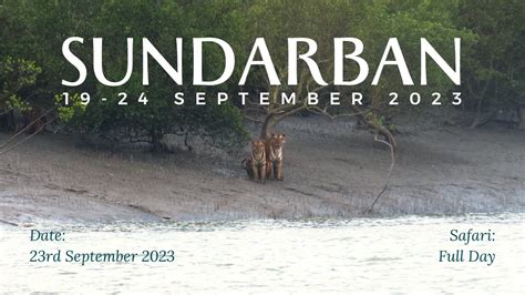 Tigress with 2 Cubs Sighting during 19-24 Sep 2023 Sundarban Wildlife ...