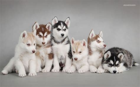 9 Things You Need to Know About The Alaskan Husky - Animalso