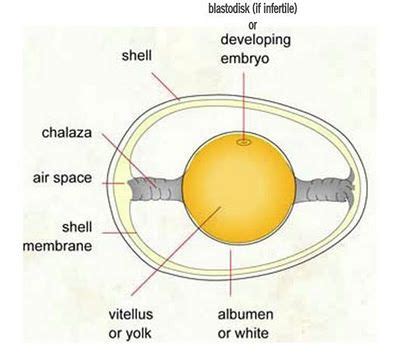 Anatomy Of An Egg - Anatomical Charts & Posters