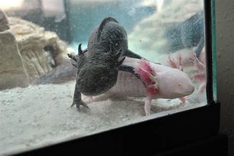 My axolotl breeding and growing out