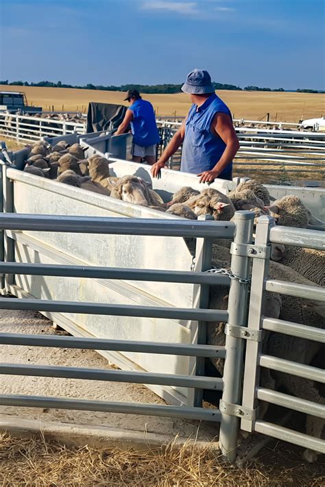 Sheep yards recently installed at Kaniva, Victoria with a 850 head working, man gates for ease ...