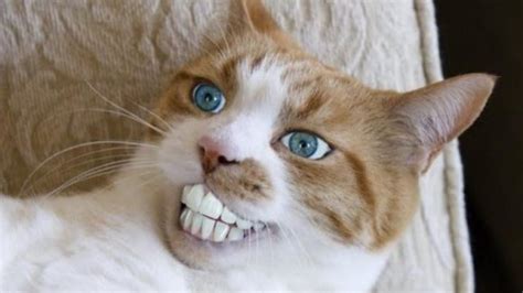 Cats are so funny you will die laughing - Funny cat compilation 2017 | Image chat drole, Photo ...