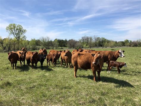 South Poll Cattle - M.A.D. Farms - Making A Difference!