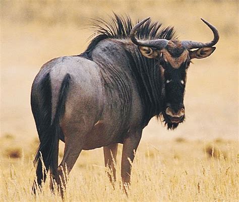 Wildebeest - Poor Beast, the Survivor of the Serengeti | Animal ...