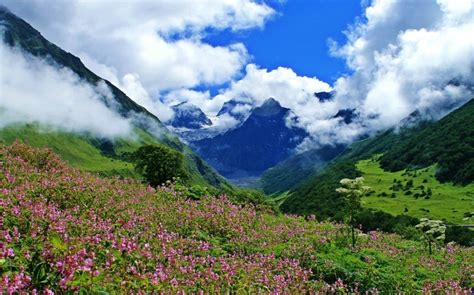 Valley of Flowers | Best Trekking & Nature Destinations in India