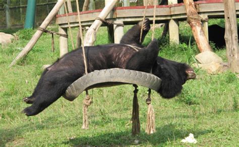 Bear Rescued From Bile Farm, Has Best Day Ever (VIDEO)