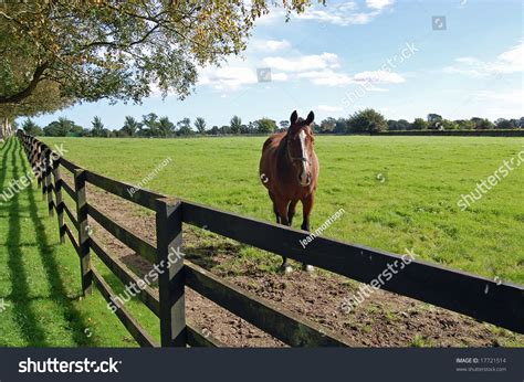 8 National Irish Stud Farm Images, Stock Photos & Vectors | Shutterstock