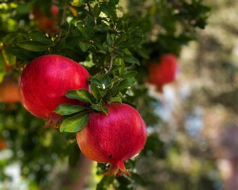 Ficus Carica (Pomegranate Tree) Todd's Botanics | ubicaciondepersonas ...