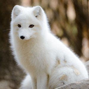 Endangered Animals in the Tundra Biome - AbdielkruwBailey