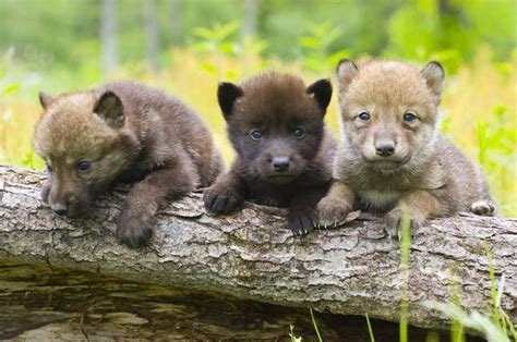 Cute Wolf Pups. | Söpöjä eläimiä, Animales, Eläinten poikaset