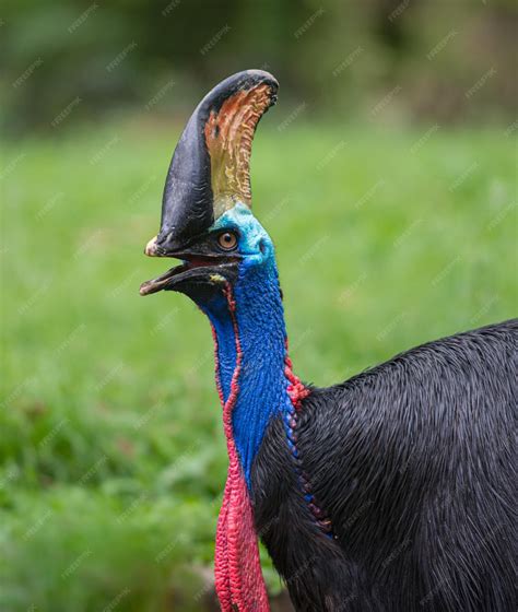 Premium Photo | Southern Cassowary Bird Casuarius casuarius ...