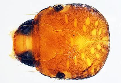 Larval morphology, life cycle and nutritional values of Lepidostoma abruptum Banks 1931 ...