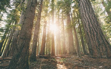 HD wallpaper: Woods, 4K, Oregon, Hamaker Campground, Forest | Wallpaper Flare