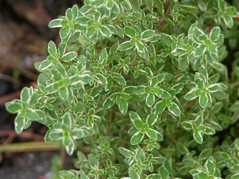 File:Variegated Lemon Thyme Thymus citriodorus variegata Leaves 3264px.JPG - Wikimedia Commons