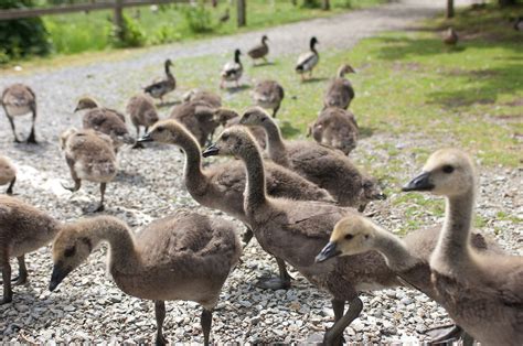 Small Army Of Baby Canada Geese