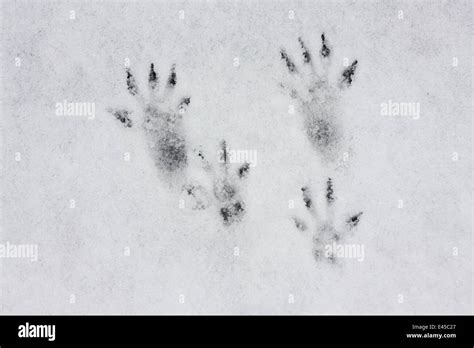 Tracks of Red squirrel (Sciurus vulgaris) in the snow, N Slovakia Stock Photo - Alamy