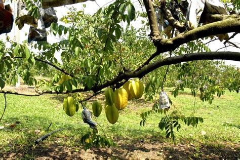 Attractions Area in Selangor: Selangor Fruit Valley (SFV)