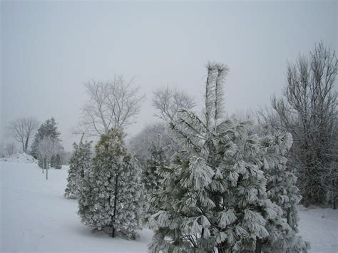 Snowy Evergreens by PrismaticLily on DeviantArt