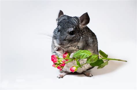 What Do Wild Chinchillas Eat? (Research) - ChinCare