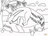 Anteater coloring Page  Free Printable Coloring Pages sketch template