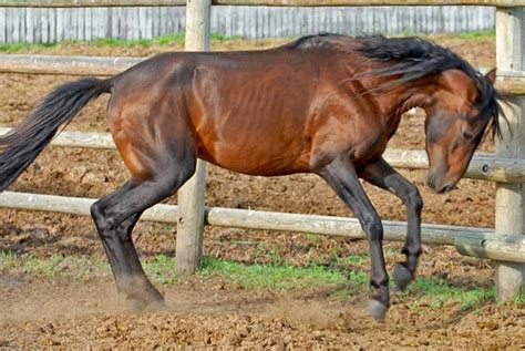 Rare Horse Breeds: 4 of the World's Rarest Horses Breeds | hubpages