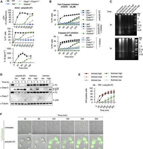 Canonical inflammasome activation Gsdmd-deficient macrophages results ...