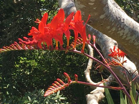 Crocosmia Lucifer 50 seeds | Etsy