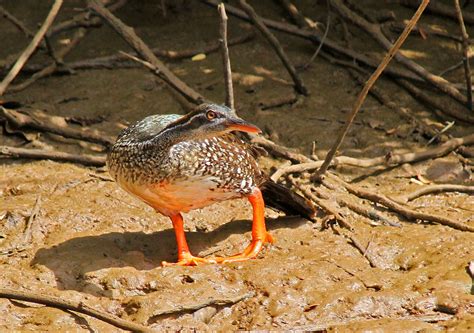 African Finfoot, Podica senegalensis, female | A furtive and… | Flickr