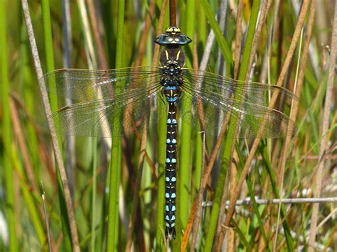 Common Hawker - British Dragonfly Society