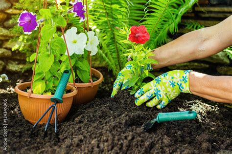 Foto Stock Gardening tools in the garden. Gardeners hand planting ...