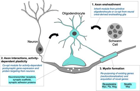 Frontiers | Evolutionary Origins of the Oligodendrocyte Cell Type and Adaptive Myelination